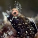 blenny_roughhead_dw_wc_v_0415_tci0772.jpg